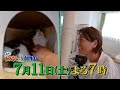 「嗚呼!!みんなの動物園」7月11日(土)よる7時！松村北斗が子猫とんとこアメ&キャンディーを預かるダーリンハニー長嶋家を訪問しメロメロ！サンシャイン池崎＆目の見えない猫らぶのもとには氷川きよしが！