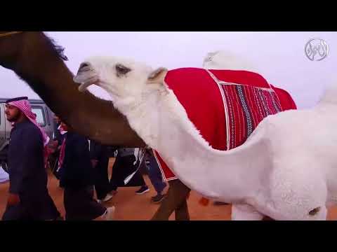 فردي قراع مالك الإبل محمد عبدالله بن قريع ال بريك الدوسري