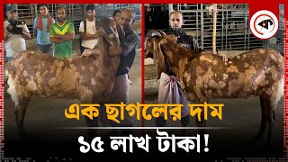 এক ছাগলের দাম ১৫ লাখ টাকা! Goat Price | Sadeeq agro | Kalbela