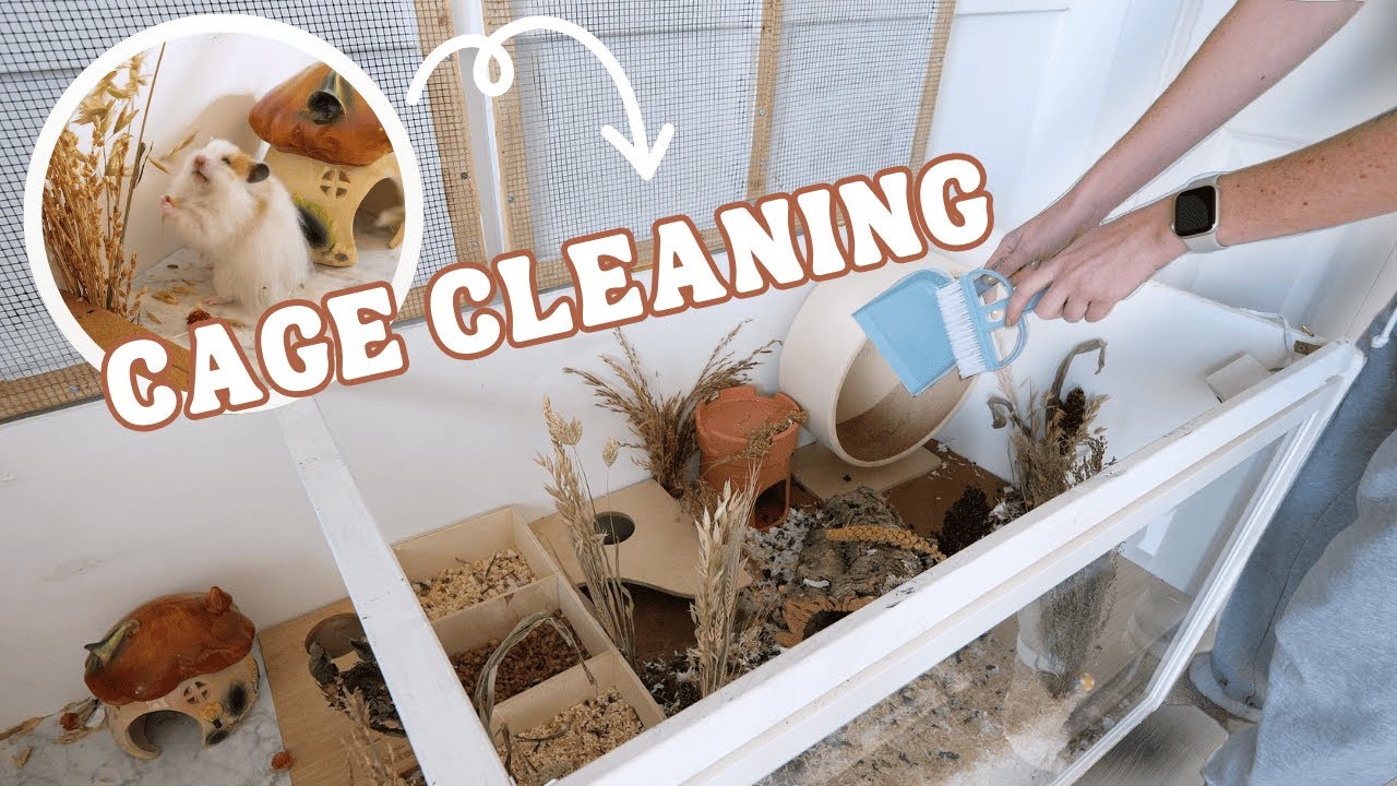 Image showcasing Cleaning ALL my Hamster cages! 🧼 - YouTube