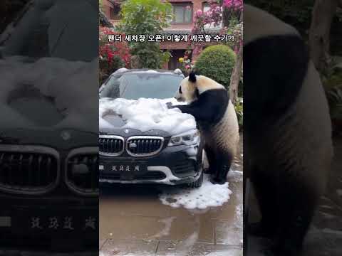 팬더 세차장 오픈! 이렇게 깨끗할 수가?! Panda Car Wash Open! How can it be this clean?!#팬더 #panda