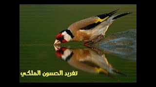 تغريد حسون خلوي جميل