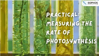 Required practical 6: Measuring the Rate of Photosynthesis