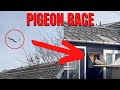 First official pigeon race of the season must see