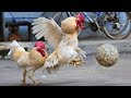 🐱Hayvanların Müthiş Komik Halleri 🐓Saldıgan Horozlar😹🐶Hayvanlar ve Çocuklar-3😊 Sweety Animals' Life