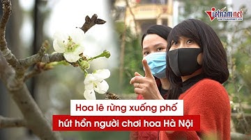 Hoa lê rừng xuống phố, hút hồn người chơi hoa Hà Nội