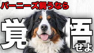 【解説】迎える前に1度見てバーニーズマウンテンドッグの魅力や注意点について教えます