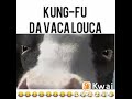 Kung fu da vaca louca😂