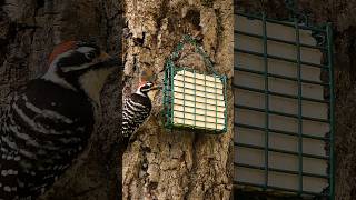 Download Lagu Nuttall's Woodpecker🐦Oak Tree Suet Peck #nuttallswoodpecker MP3