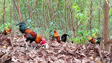 Bẫy gà rừng tai đỏ miền bắc mới | Hoàng Thắng