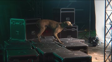 Ziva VFX : Greyhound Jump Simulation