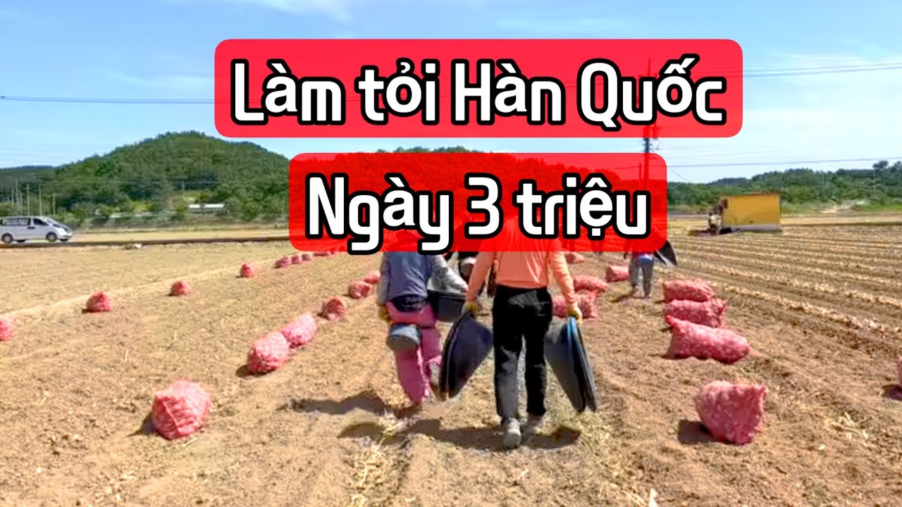 Khám phá Top 11 Công ty Xuất khẩu Lao động Hàng đầu Tỉnh Bình Định [Uy tín  Hiệu quả]