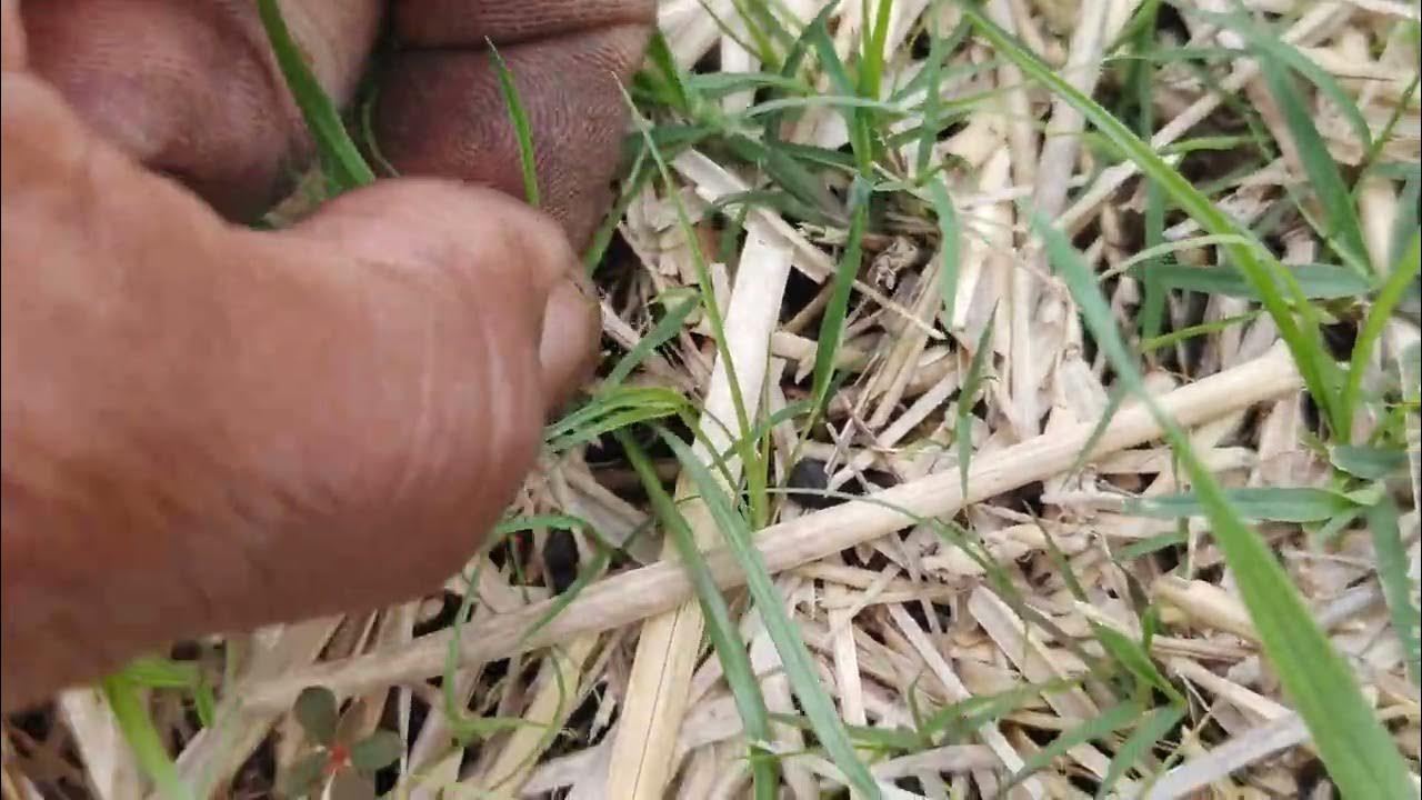 growing zoysia grass part one! quinclorac vs nutsedge/bahia grass YouTube