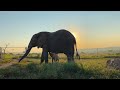 Albino elephant calf Khanyisas fourth and fifth encounter with Lundi, her future mom