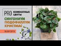 Сингониум Подофиллум Кристмас - мелколистный сорт | Простое в уходе комнатное растение