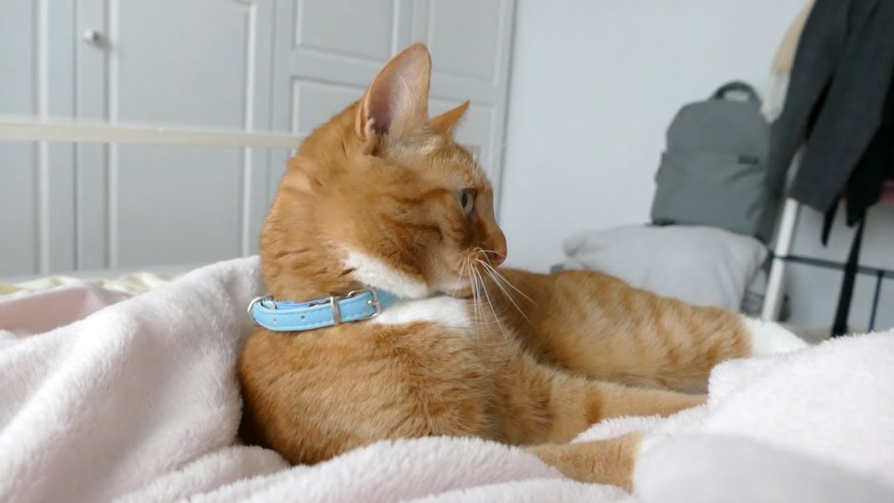 Film Kijken Katten En Bezoek Week Van De Teek 2018 CC YouTube