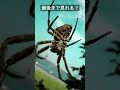 【蜘蛛】最後まで見れる？