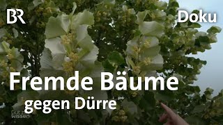 Trockenheit, Klimawandel & Klimaschutz: Fremde Bäume gegen Hitzestress | Gut zu wissen | BR