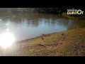 Быковский пруд, октябрь 2021 (Видеоблог Евгения Степанова)