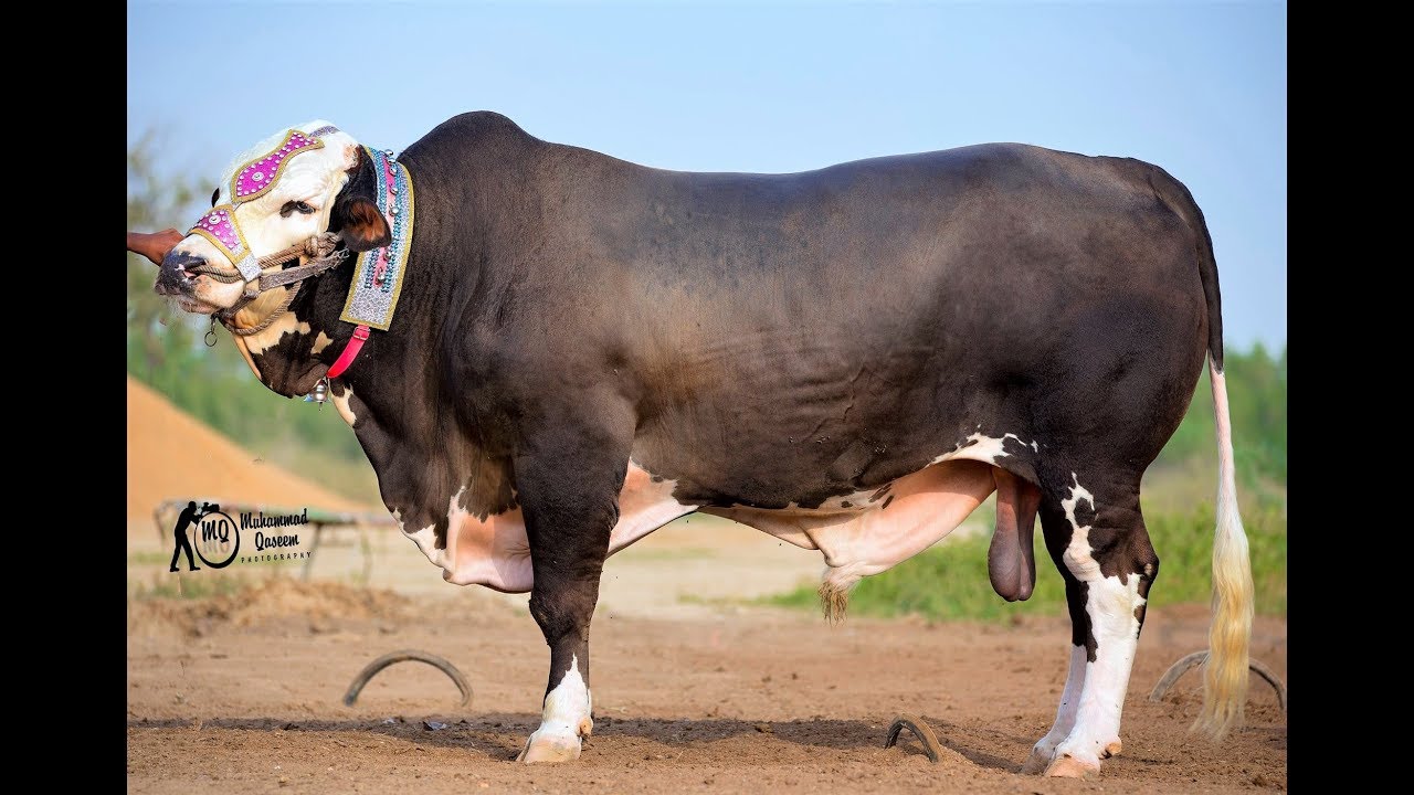 Qurbani Qurbani