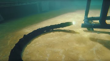 Swimming robot with thrusters