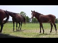 Foal Farms | Foal Play | A Kentucky Original Series