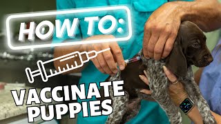 How To Vaccinate Your Puppy screenshot 4