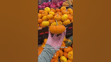 Check Out The New Fall Items At Trader Joe