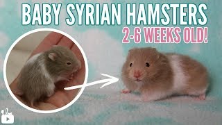 BABY HAMSTERS |  2 weeks to 6 weeks