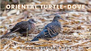 Oriental Turtle Dove | Vansda National Park #orientalturtledove