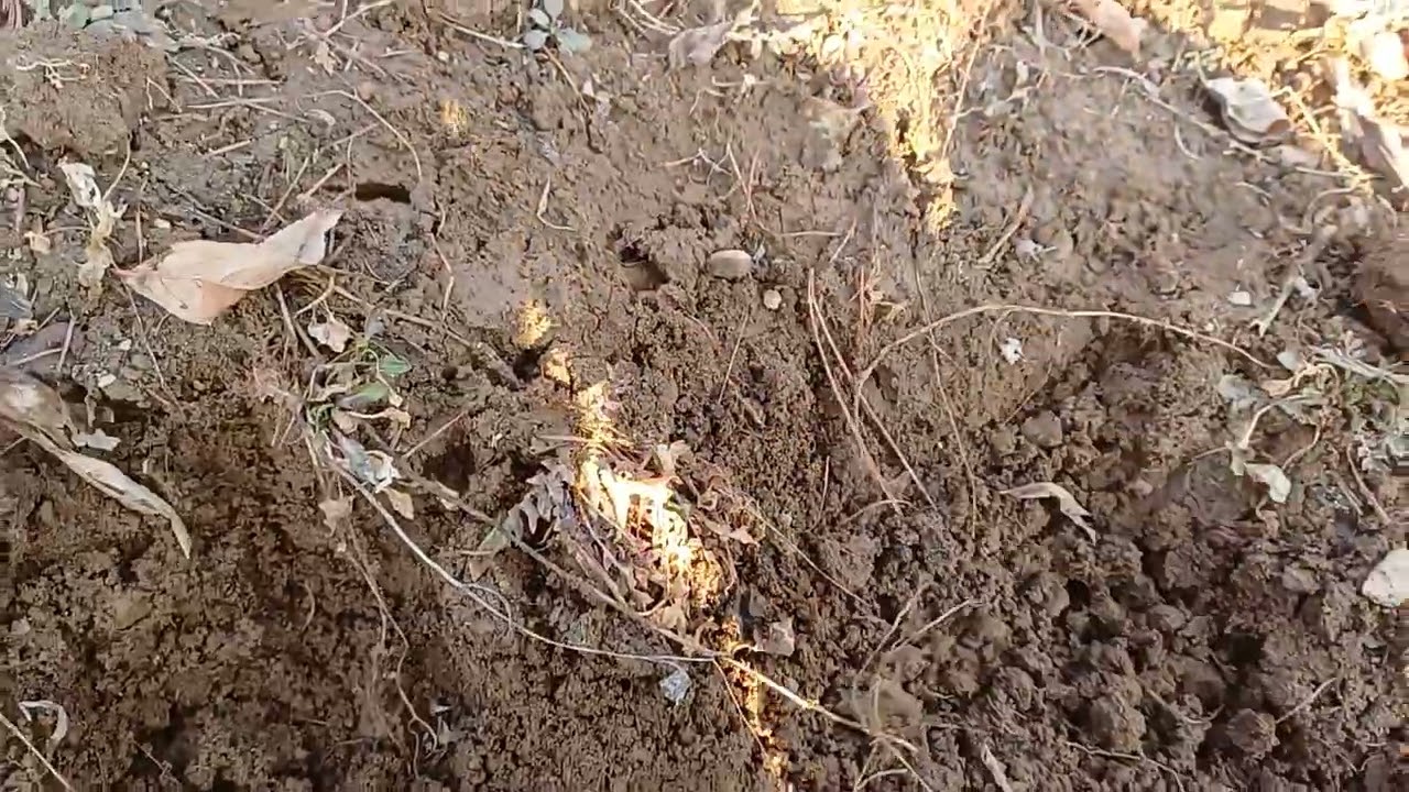 2025.3.9 완연한 봄날씨라서 그런지 오잉? 냉이를 캘수가 있네?#정선아지매#정선5일장#냉이캐기