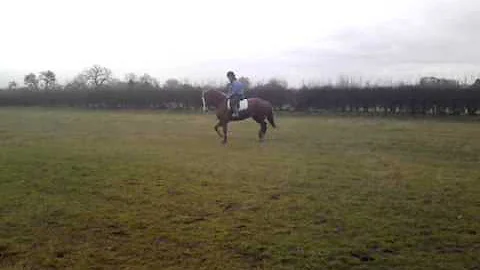 Aberhosan Beth Chestnut Welsh D Little jump :)