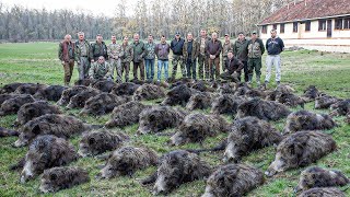 Cómo Los Agricultores Estadounidenses Lidian Con Millones De Animales Invasores