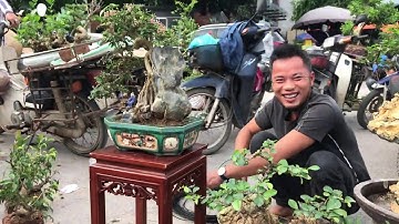 TÁC PHẨM SANH TỂ TƯỚNG LƯU GÙ GIÀ SẮP CHẾT CỦA ÔNG NHẠN - CHỢ HÔM NAY ĐÔNG VUI QUÁ - BÁO GIÁ BONSAI