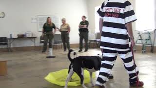 On the Go with BCSO-Episode 10-Paws and Stripes College