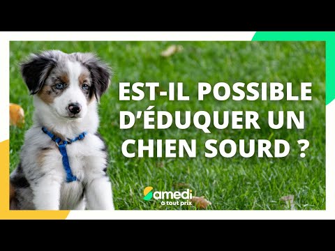 Est-il possible déduquer un chien sourd ? - Samedi à tout prix @/Samedi%C3%A0toutprix