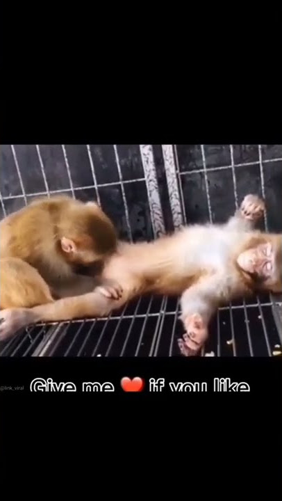 ngk manusia aja yang punya nafsu monyet 🐒pun juga 😂