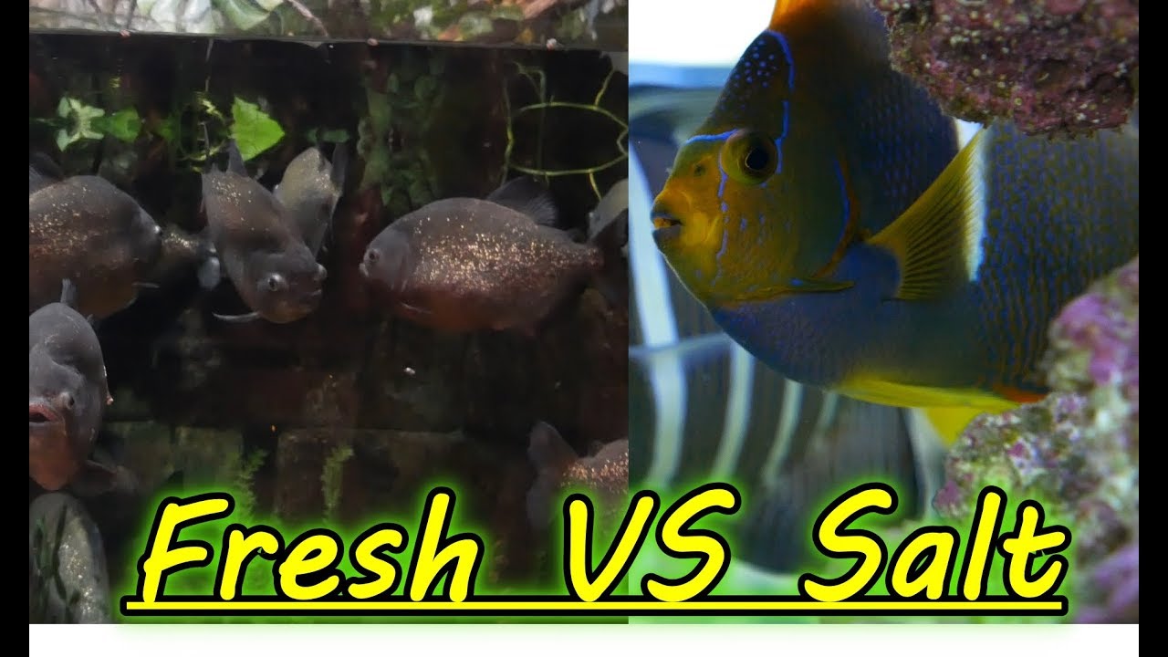 No se encontró la página  Fresh water fish tank, Fish tank themes,  Saltwater aquarium fish