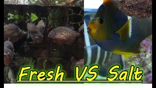 Are Freshwater Aquariums Easier Than Saltwater Aquariums?