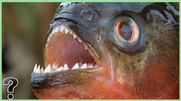 What If You Fell Into A Pool Of Piranha