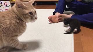 Wholesome clip of Hinoki being shy around the kittens.