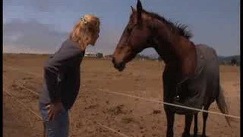 How to help your horse feel safe with you