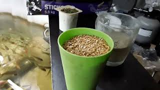 картинка: КАК Я КОРМЛЮ КАРПОВ КОИ И КАРАСЕЙ КОМЕТ