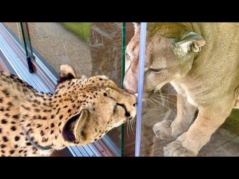 Гепард Герда пришла