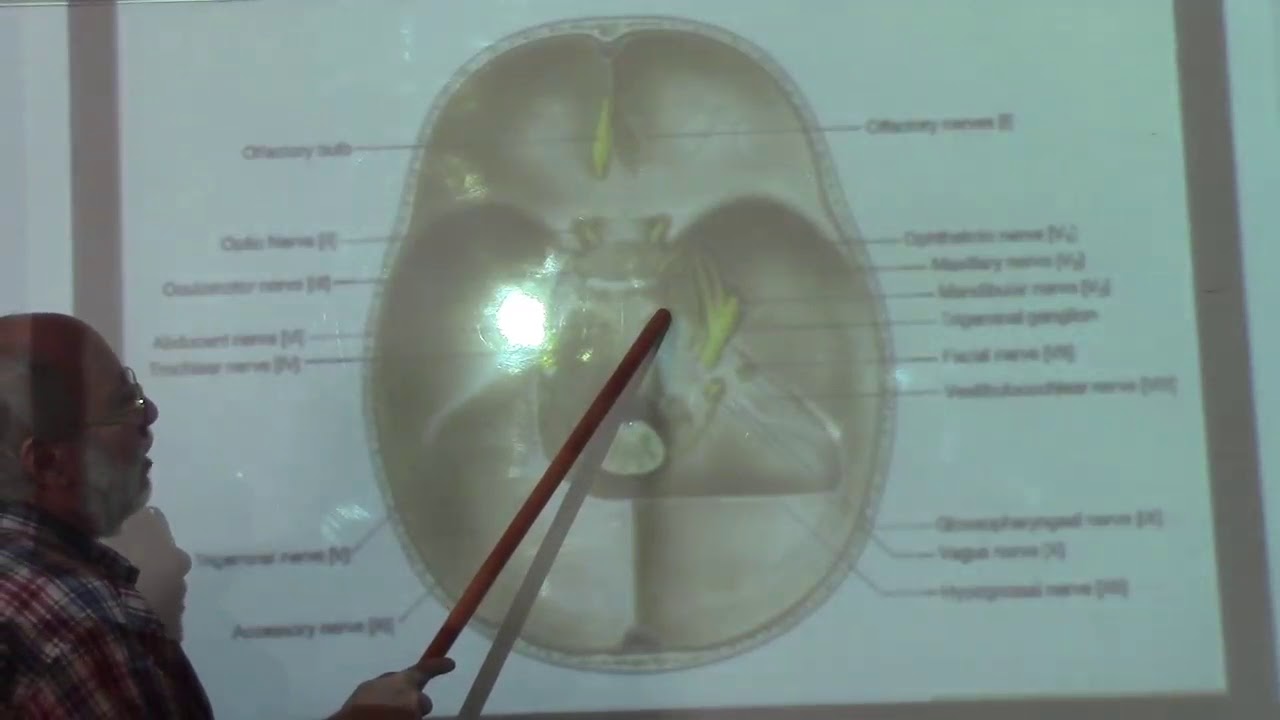 Neuroanatomy 101 ( Dural folds & dural venous sinuses , part 2 ) , by ...