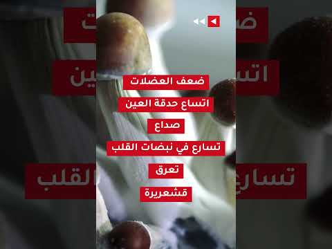 الفطر السحري مخدر نادر الظهور في الأردن يثير تساؤلات عن مخاطره وتأثيره