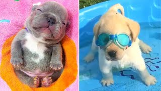 Baby Dogs 🔴 Cute and Funny Dog Videos Compilation #9 | 30 Minutes of Funny Puppy Videos 2023