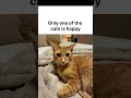 Happy Orange Cat