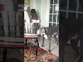 high alert compilation wild things ready
