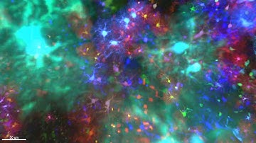 Chromatic multiphoton serial (ChroMS) microscopy of a mouse brain